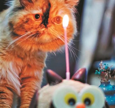 Pet Info: From Schooling to Cloning