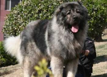 How to raise a Caucasian dog? It’s easy to master these essentials!