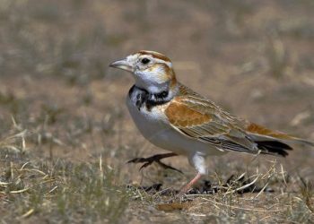 10 of the most popular pet birds in Asia, have you seen them all?