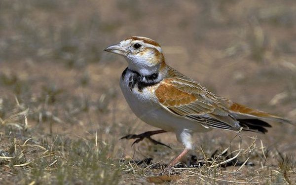 10 of the most popular pet birds in Asia, have you seen them all?