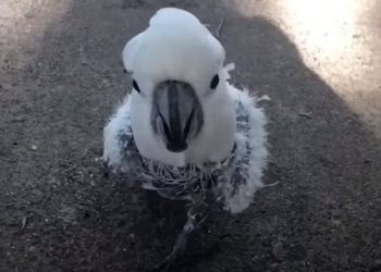 Depressed parrots pluck their feathers until a new owner appears