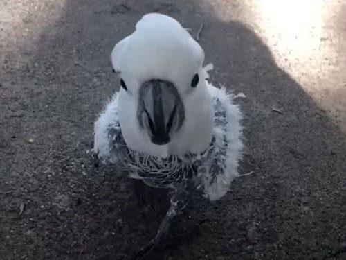 Depressed parrots pluck their feathers until a new owner appears