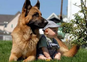 What is the best way to dispose of pet ashes?