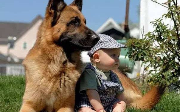 What is the best way to dispose of pet ashes?