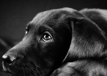 How long can a Labrador puppy live? 5 ways to prolong life!
