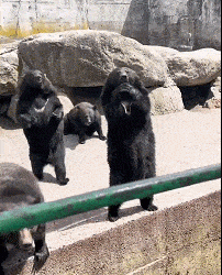 First time seeing such a bad bear~ so so so funny