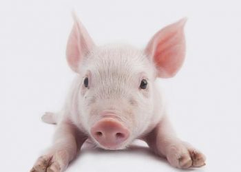 5 kinds of pet pigs suitable for domestication, teach you how to raise