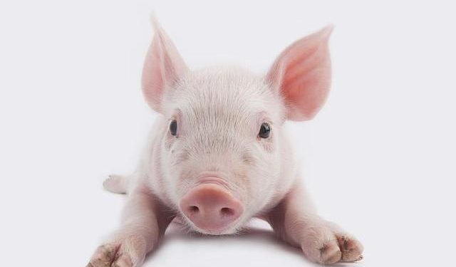5 kinds of pet pigs suitable for domestication, teach you how to raise
