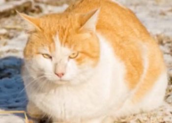 60% of the world’s stray cats freeze to death every winter! Recommend to adopt a cat