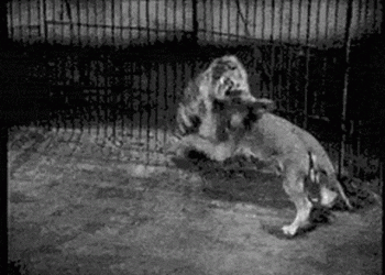 Eight extinct classic animals, the pastoral dog, the Barbary lion of the Siberian tiger