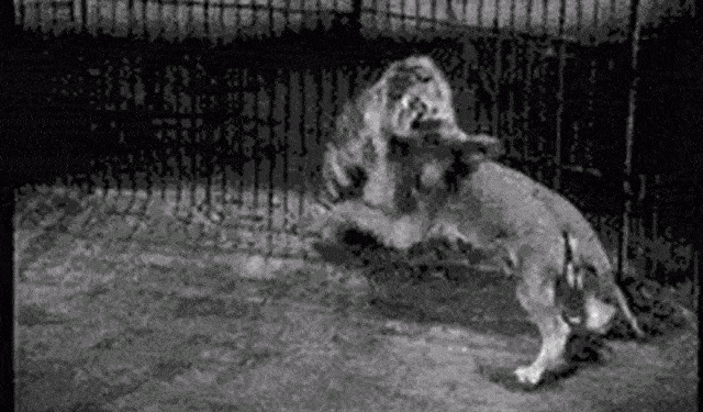 Eight extinct classic animals, the pastoral dog, the Barbary lion of the Siberian tiger