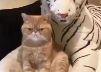 Put the cat on the tiger, the cat looks unlovable