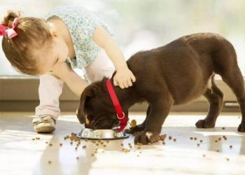 Which pets are suitable for children?
