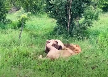 Hyena Caught In Lion’s Grip Makes Death-Defying Escape Attempt