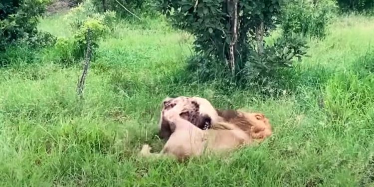 Hyena Caught In Lion’s Grip Makes Death-Defying Escape Attempt