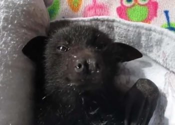Adorable Baby Bat Recovering After Being ‘Roughed Up’ by Dogs