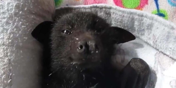 Adorable Baby Bat Recovering After Being ‘Roughed Up’ by Dogs
