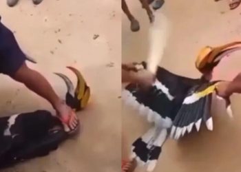 Endangered Great Indian Hornbill bird tortured and killed in distressing video in India
