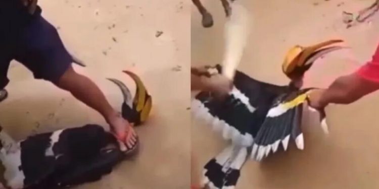 Endangered Great Indian Hornbill bird tortured and killed in distressing video in India