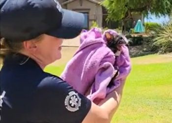Kitten Rescued From Storm Drain in Southern Arizona