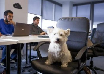 Improve your work life by getting an office pet, say researchers