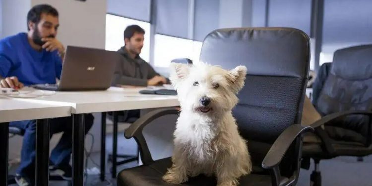 Improve your work life by getting an office pet, say researchers