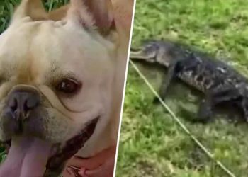 Florida woman saves pet dog from alligator attack: ‘It’s killing her’