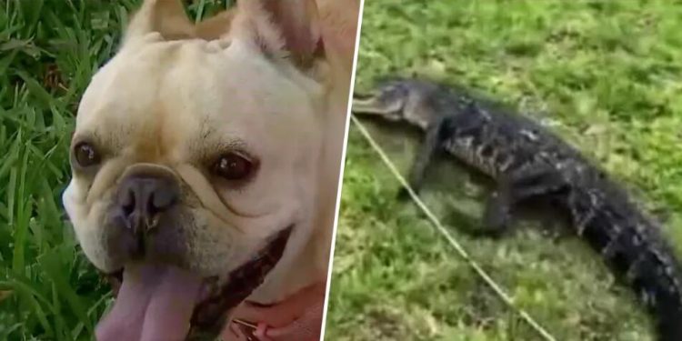 Florida woman saves pet dog from alligator attack: ‘It’s killing her’