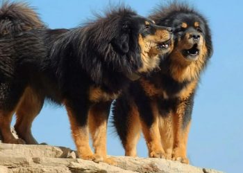 TOP 5 most Expensive Pets in the World,  Chicken sell for $9.7 million, the first price is $75.3 million