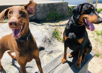 This Is What Your Dog’s Behaviors Should Tell You