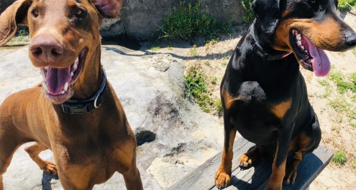 This Is What Your Dog’s Behaviors Should Tell You