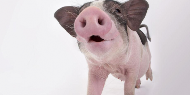 Can musk pigs be raised? The answer is surprising!