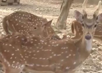 Locals, animals struggle with heatwave in India