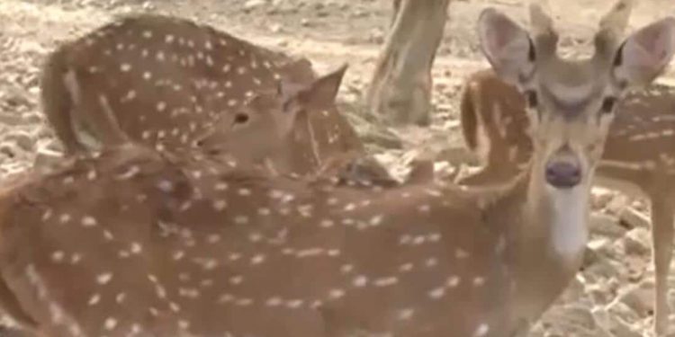 Locals, animals struggle with heatwave in India