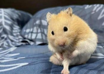 Fashion golden mouse is showing her beautiful legs to netizens