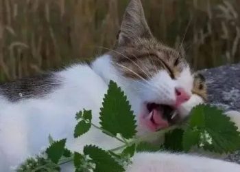 Cat’s ‘obsession’ with catnip linked to deworming