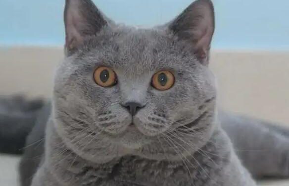 What next after you get a pet?