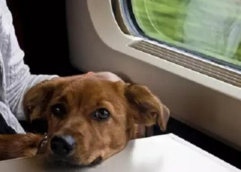 Would you be willing to bring pet cats and dogs while traveling?