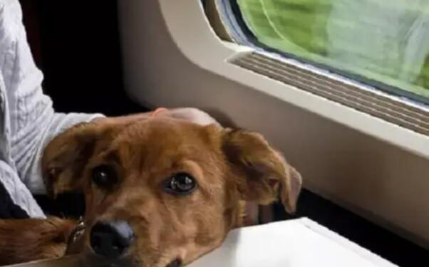 Would you be willing to bring pet cats and dogs while traveling?