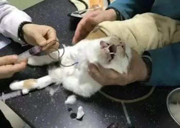 The “Blood Cat” that Renews the Life of the Noble Cat: Shocking after reading it