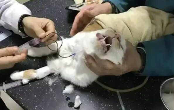 The “Blood Cat” that Renews the Life of the Noble Cat: Shocking after reading it