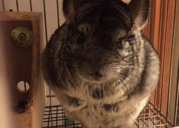 How long do chinchillas live