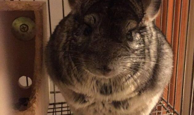 How long do chinchillas live