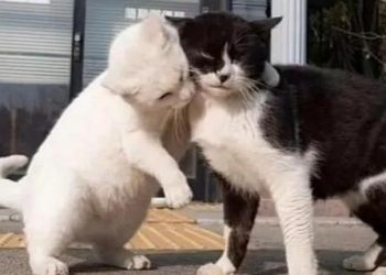 Weird Cat Quiz: Why do cats scratch door frames?