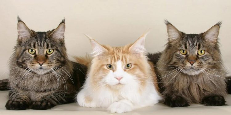 On the list of the friendliest cats, the United States ranks sixth, and the British ranks seventh. Guess the first?