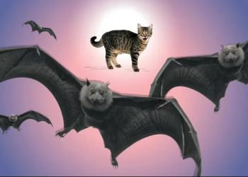 Murderous moggies: should we be locking up our cats at night?