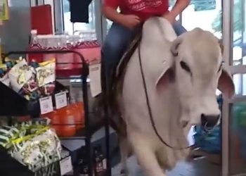 Western cowboy, riding a cow to the supermarket