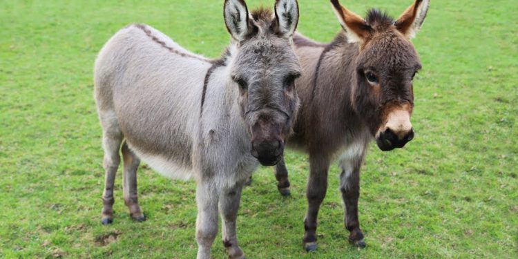 The smallest donkey in the world, mini donkey