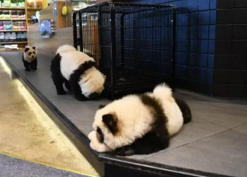 In order to attract customers, the pet shop dresses up the dog as a panda!