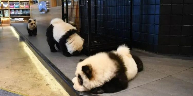 In order to attract customers, the pet shop dresses up the dog as a panda!
